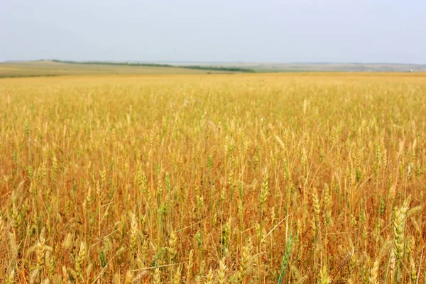 Gele Rijpe Oren Van Rogge Het Veld — Stockfoto