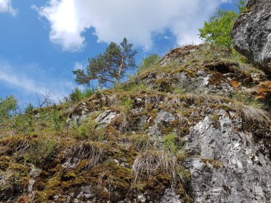 Ağaç kayanın üstünde büyür.