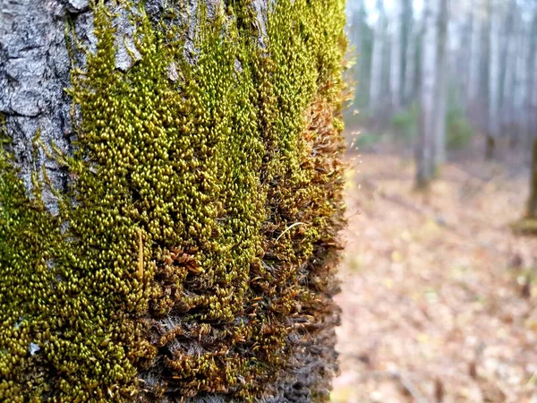 Зеленый Мох Растущий Дереве Лесу — стоковое фото