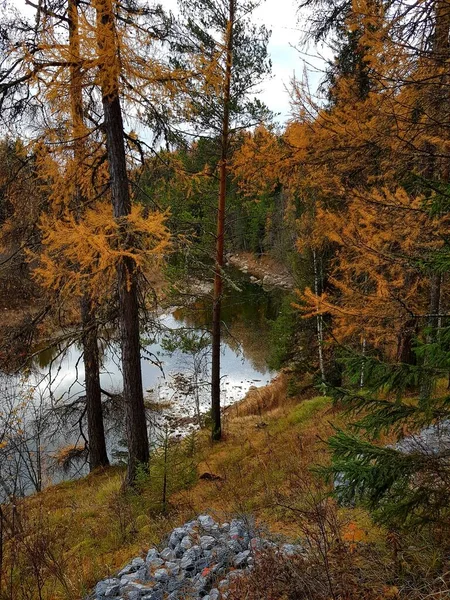 Drzewa Rosną Skalistym Brzegu Rzeki — Zdjęcie stockowe