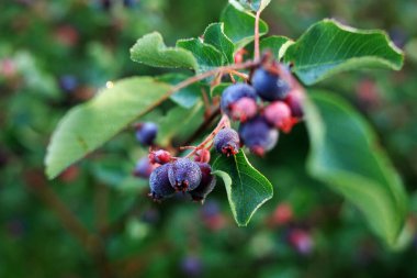 Çiy damlalarında Irgi böğürtlenleri