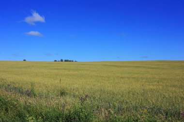 Tarlada yeşil buğday kulakları