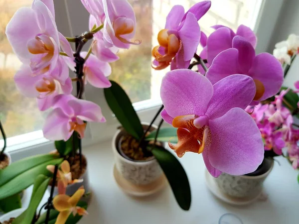 Orchidée Avec Pétales Rose Sur Fenêtre — Photo