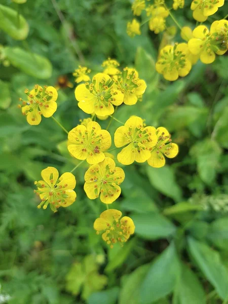 Sárga Virágok Nőnek Zöld Réten — Stock Fotó