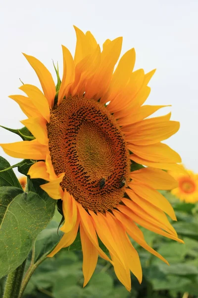 Gelbe Sonnenblume Wächst Auf Einem Grünen Feld — Stockfoto