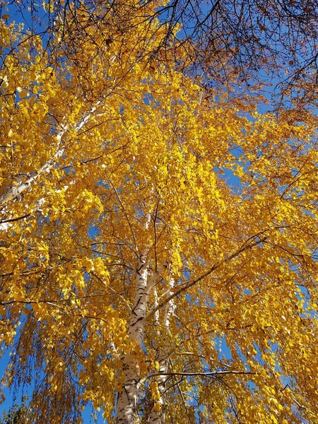 Vidoeiro Com Folhas Amarelas Fundo Azul Céu — Fotografia de Stock