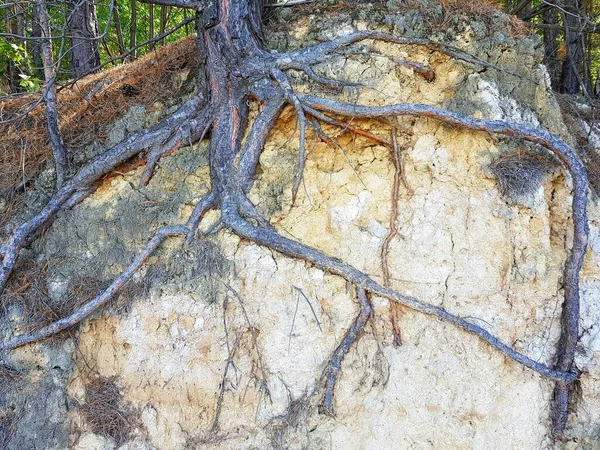 Árbol Está Sostenido Por Sus Raíces Hasta Suelo — Foto de Stock