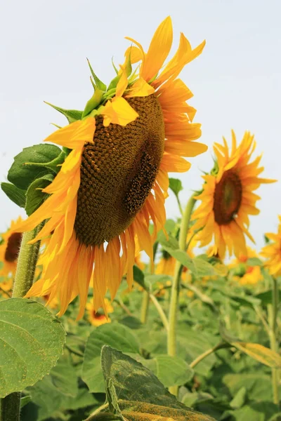 Gelbe Sonnenblumen Grünen Feld — Stockfoto