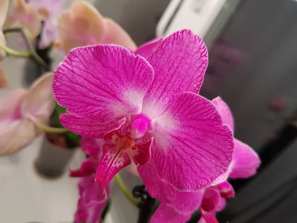 Orchidée Rose Vif Pousse Sur Fenêtre — Photo