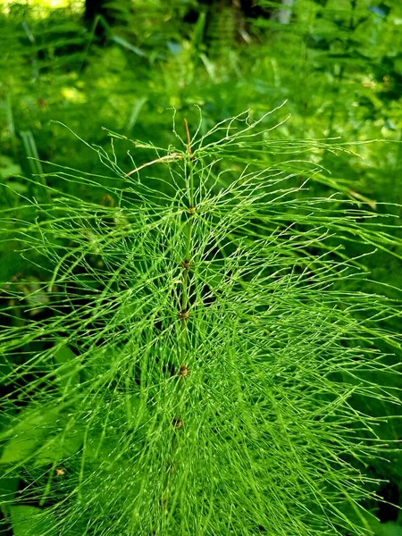 Green Horsetail Grows Forest — Stock Photo, Image