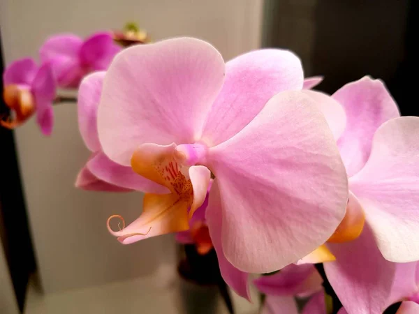 Orquídea Rosa Brilhante Crescendo Janela — Fotografia de Stock