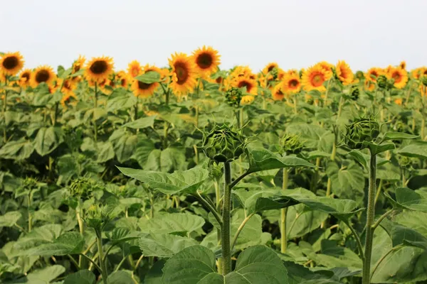 Gelbe Reife Sonnenblumen Einem Grünen Feld — Stockfoto