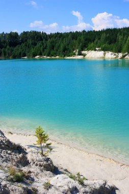 Turkuaz gölünün kıyısında ağaçlar yetişir.