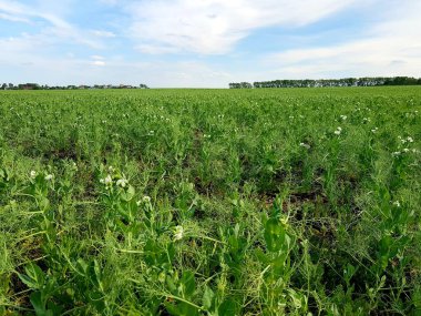 Yeşil bir tarlada büyüyen bezelyeler