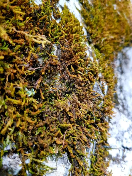 Musgo Verde Crece Las Piedras Grises —  Fotos de Stock