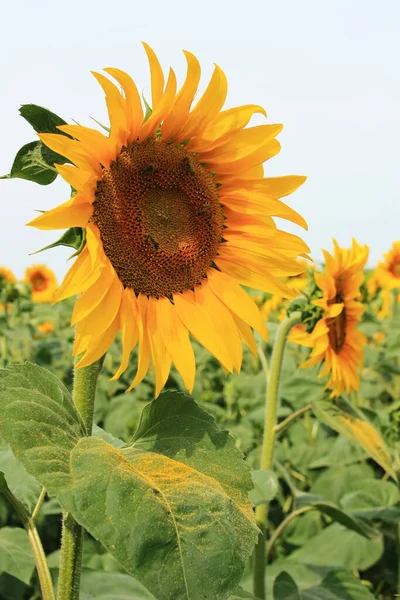 Gelbe Sonnenblumen Wachsen Auf Einem Grünen Feld — Stockfoto