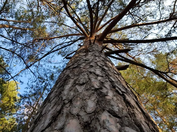 Větve Stromu Pozadí Modré Oblohy — Stock fotografie