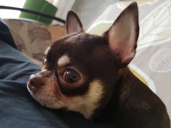 Mały Szczeniaczek Chihuahua Spoczywa Kanapie — Zdjęcie stockowe
