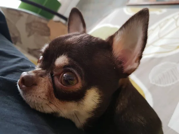 Pequeno Cachorro Chihuahua Descansando Sofá — Fotografia de Stock