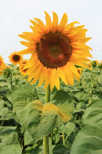 Girasoles Amarillos Crecen Campo Verde — Foto de Stock