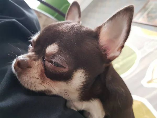 Küçük Chihuahua Köpeği Kanepede Dinleniyor — Stok fotoğraf