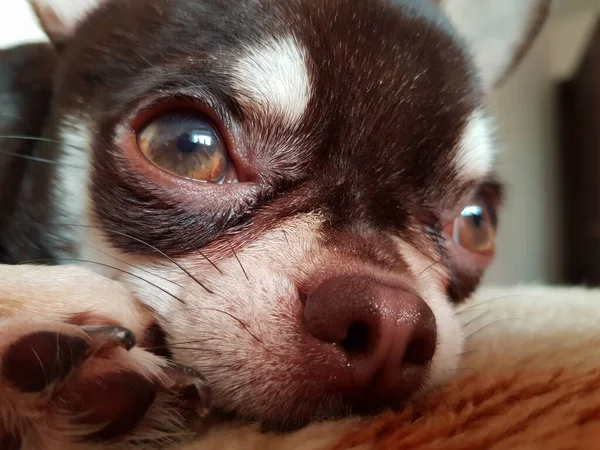 Chihuahua Cachorro Descansando Cama — Fotografia de Stock