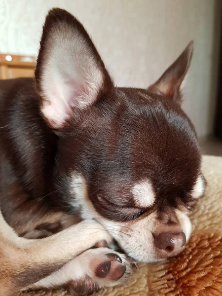 Chihuahua子犬休んでベッドの上に — ストック写真