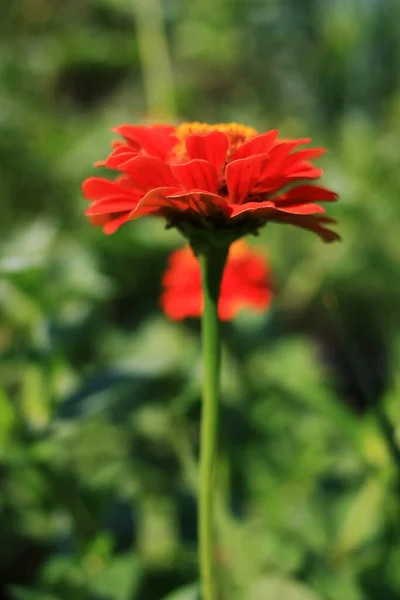 Flor Vermelha Prado Verde — Fotografia de Stock