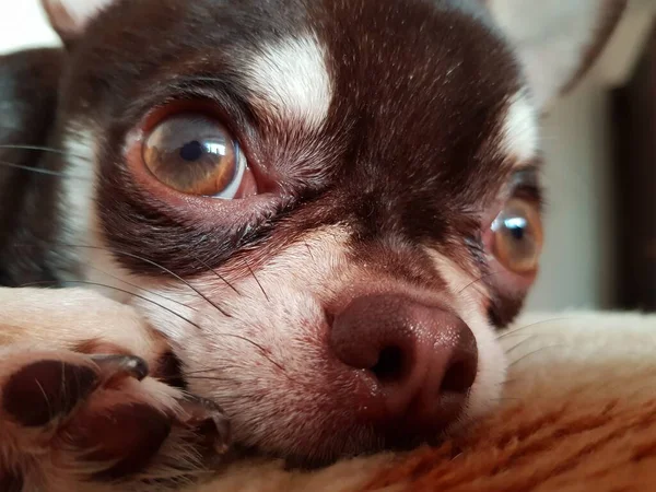 Chihuahua Puppy Rustend Een Bank — Stockfoto