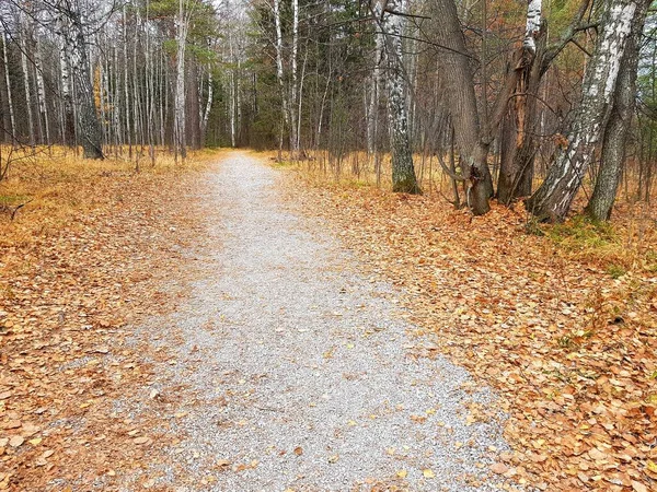 Spazierweg Herbstlichen Wald — Stockfoto