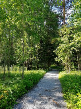 Yaz ormanında yürüyüş yolu