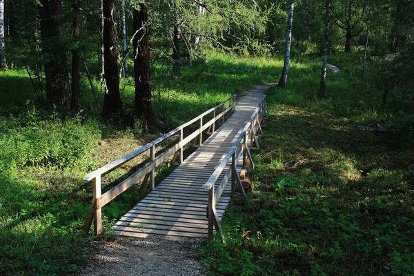 Holzfußgängerbrücke Wald — Stockfoto