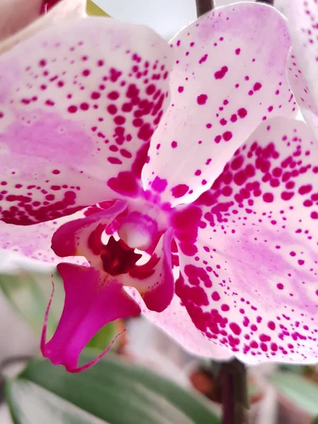Flor Orquídea Com Pétalas Rosa Manchas Roxas — Fotografia de Stock