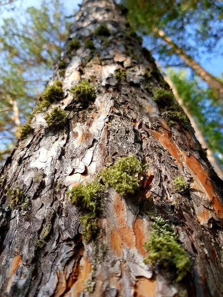 Zielony Mech Rośnie Pniu Drzewa — Zdjęcie stockowe