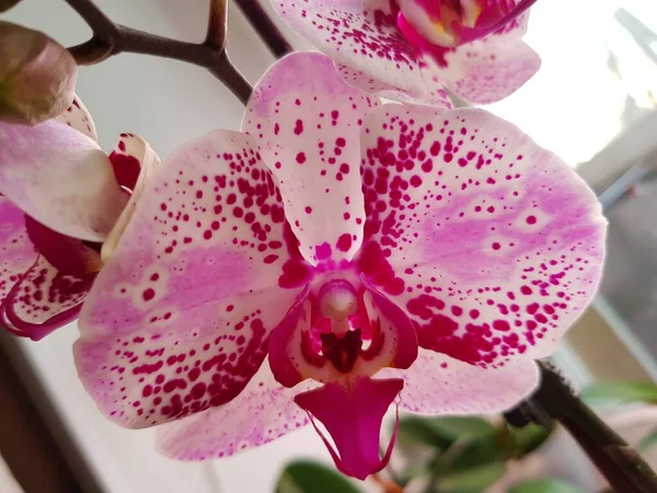 Orquídea Com Pétalas Rosa Manchas Roxas — Fotografia de Stock