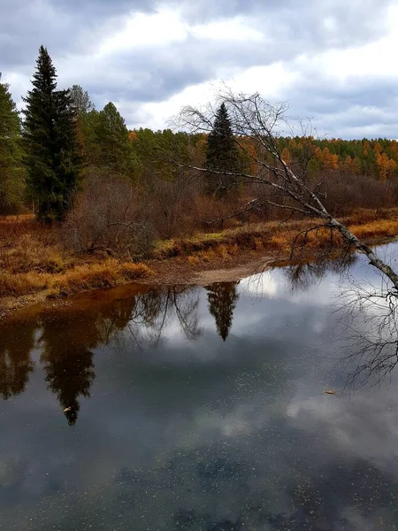 Los Árboles Crecen Orilla Rocosa Del Río —  Fotos de Stock