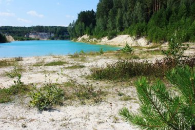 Turkuaz gölünün kıyısında ağaçlar yetişir.