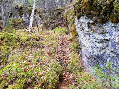 Yeşil yosun gri kayalarda yetişir.