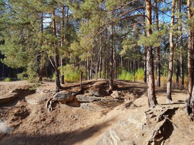 Ağaçlar köklerinden taşlara tutunur.