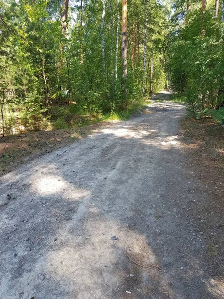 森の中の未舗装の田舎道 — ストック写真