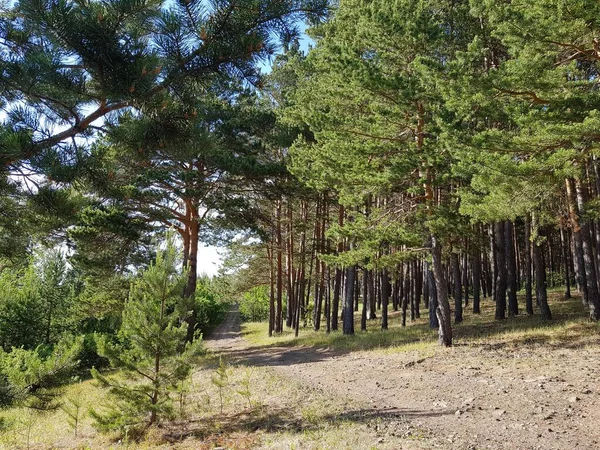 Ormanda kirli köy yolu