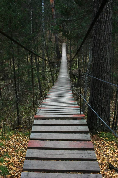 Pasarela Madera Bosque — Foto de Stock