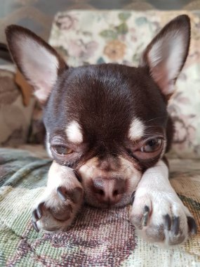 Küçük chihuahua köpeği kanepede dinleniyor.
