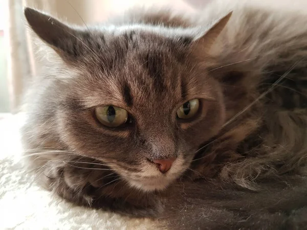 Shaggy Gray Cat Lies Couch — Fotografia de Stock