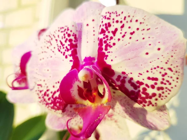 Fleurs Orchidée Poussent Sous Lumière Des Phytolamps — Photo