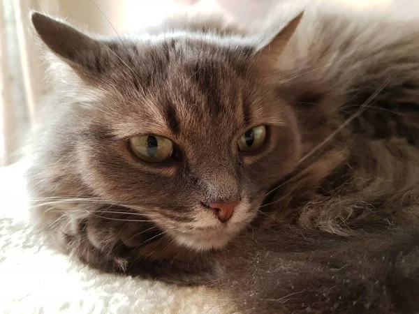 Zottelige Graue Katze Liegt Auf Der Couch — Stockfoto