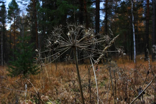 Getrocknete Blumen Wachsen Dunklen Wald — Stockfoto