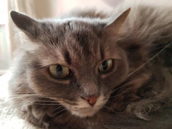 Shaggy Gray Cat Lies Couch — Stockfoto