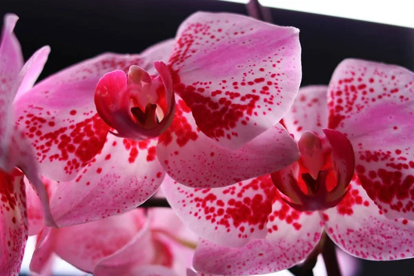 Phytolamps Illuminate Pink Petaled Orchids — Photo
