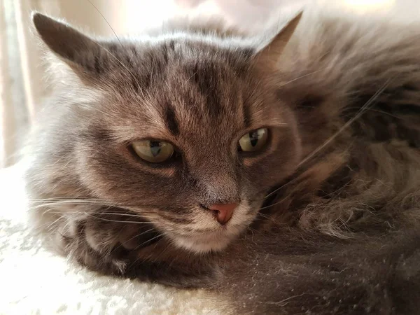 Shaggy Gray Cat Lies Sofa — Stock Photo, Image